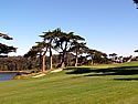 TPC Harding Park Golf Course