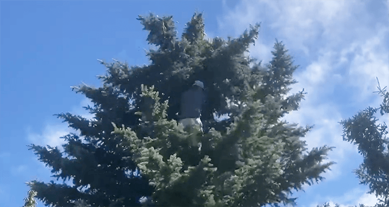 VIDEO: Player goes 40 feet up tree with 2-shot lead on final hole