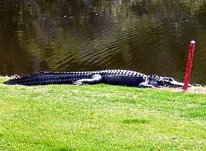 - one of Kiawah's alligators suns himself at the ninth