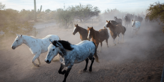 Rancho de los Caballeros: A Family Golf + Dude-Ranch Escape